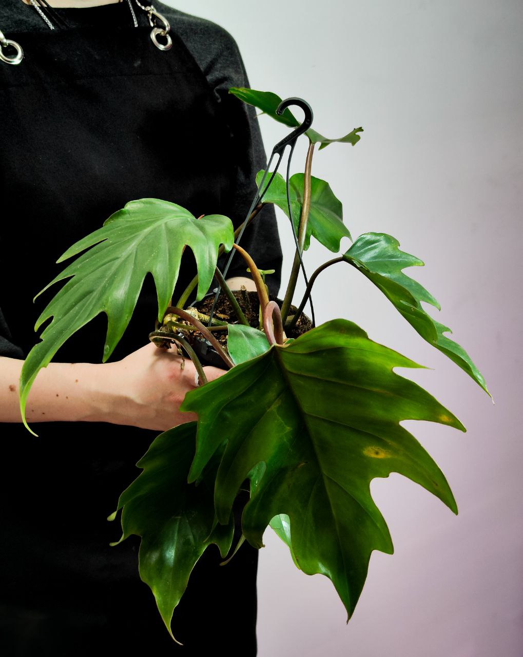 Филодендрон Майо (Philodendron Mayoi) D12см