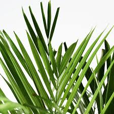 Пальма Дипсис Желтоватый (Dypsis Lutescens) D6см