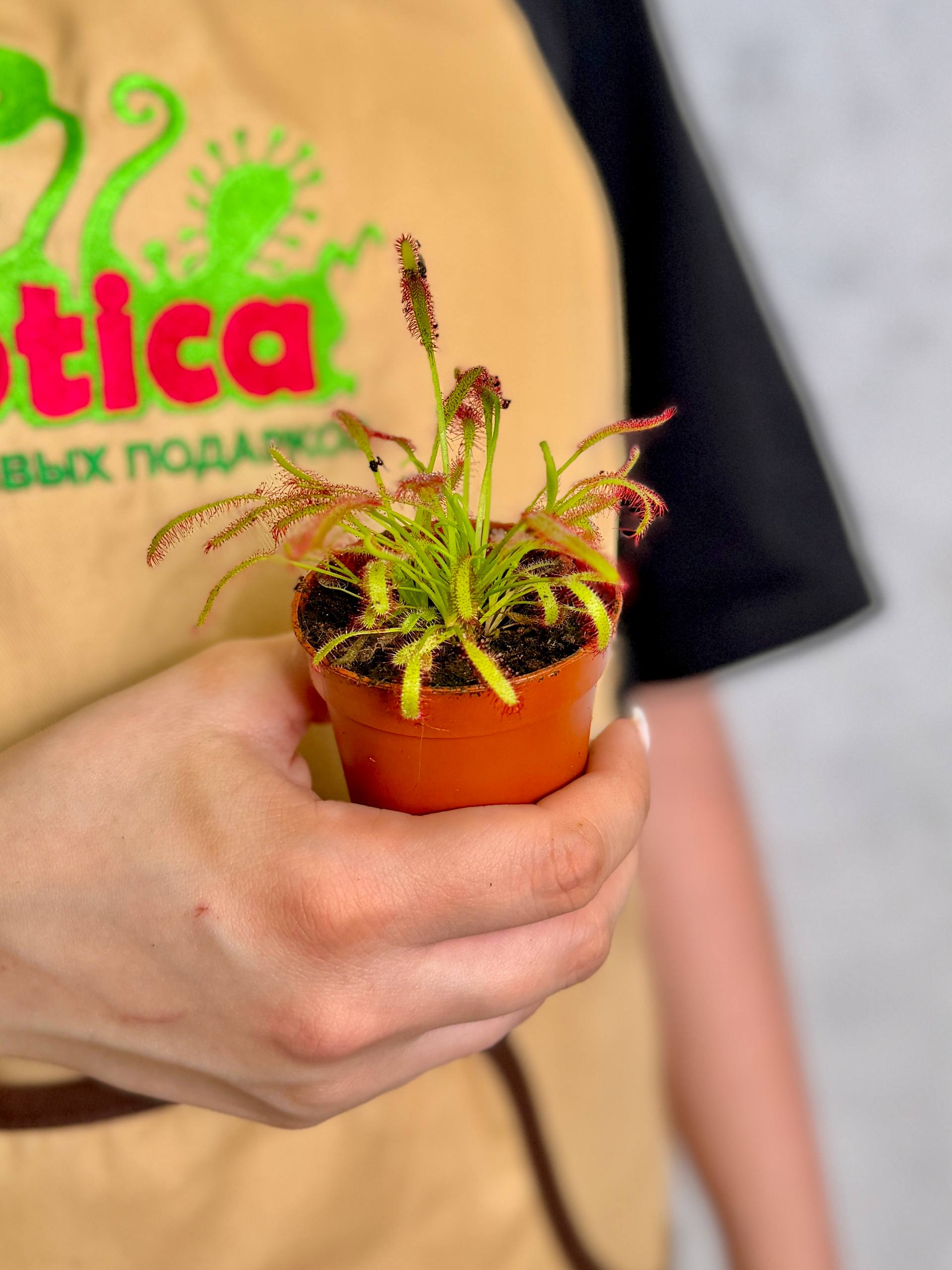 Росянка Капская (Drosera Capensis) D5см