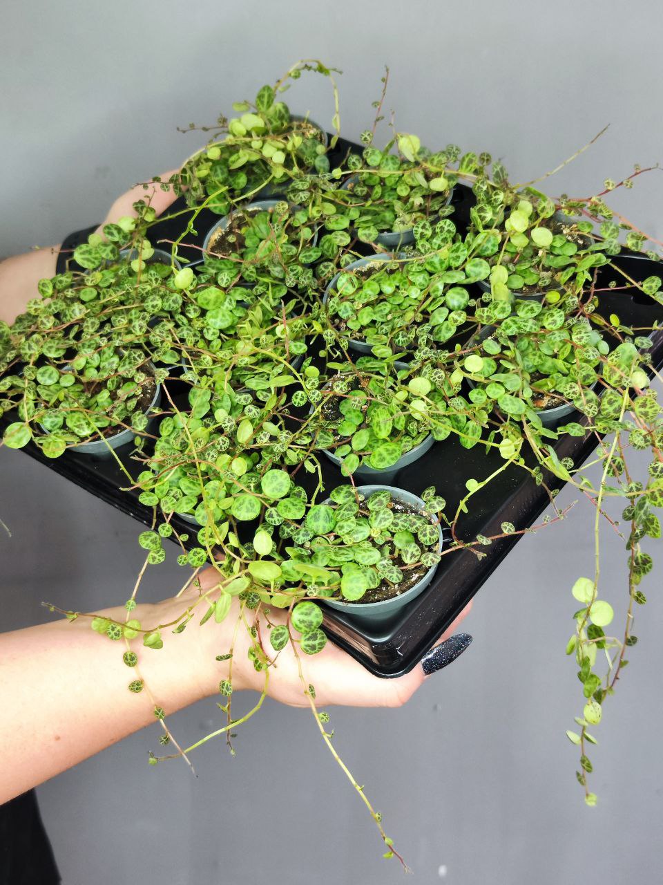 Пеперомия Прострата, или Cтелющаяся (Peperomia Prostrata) D5см