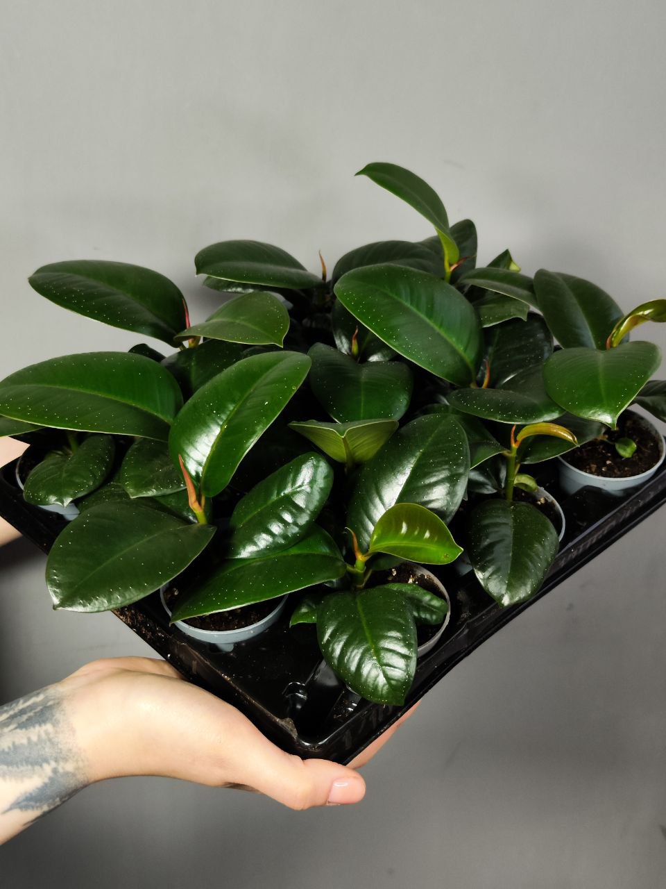 Фикус Эластика Робуста, или Фикус Каучуконосный (Ficus Elastica Robusta) D6см
