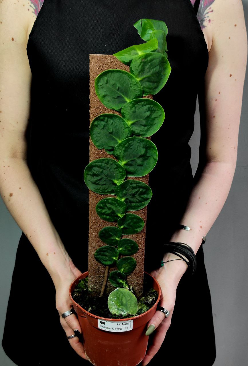 Рафидофора Целатокаулис (Rhaphidophora Celatocaulis) D14см