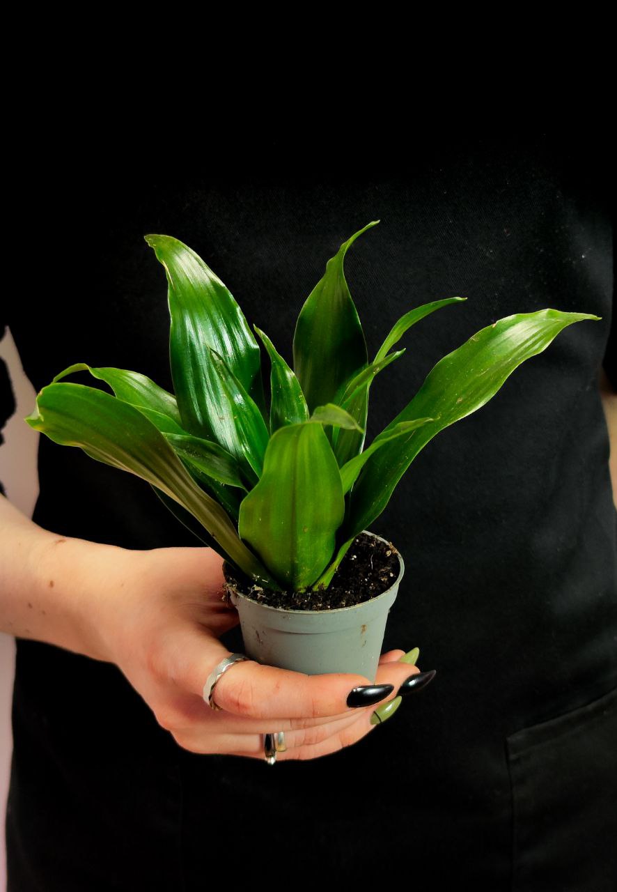 Драцена Джанет Крейг (Dracaena Fragrance Janet Craig) D6см