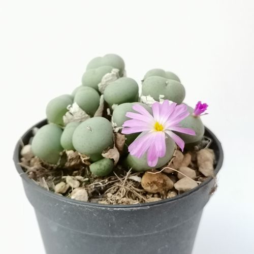 Конофитум Минутум (Conophytum minutum) D5см