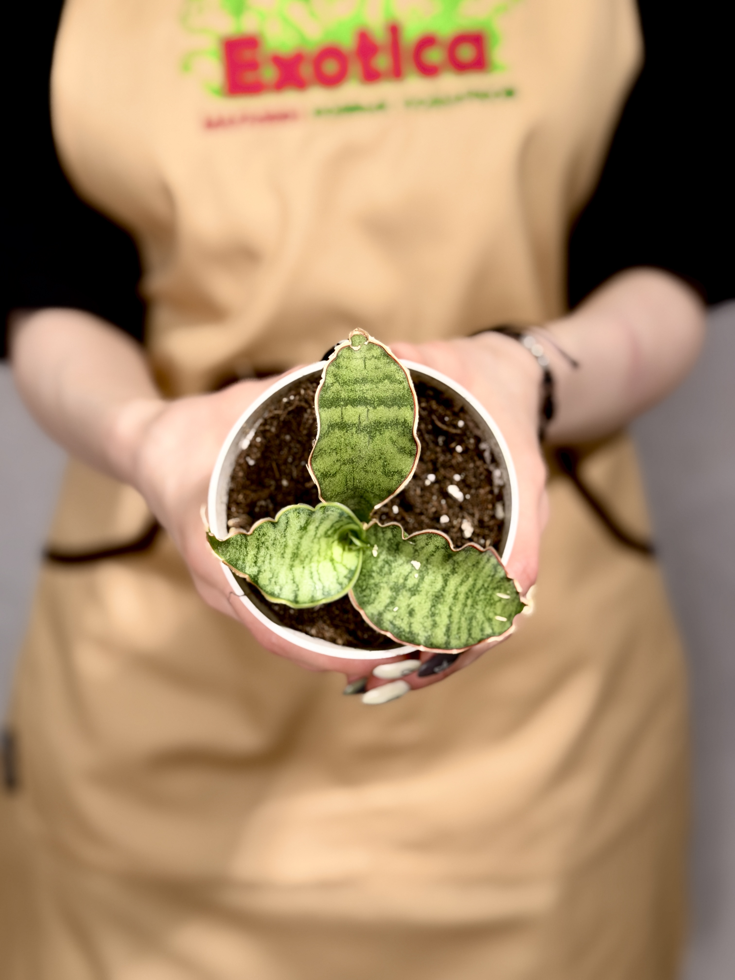 Сансевиерия Стар Грин, Мини Лист (Sansevieria Star Green) D7,5см