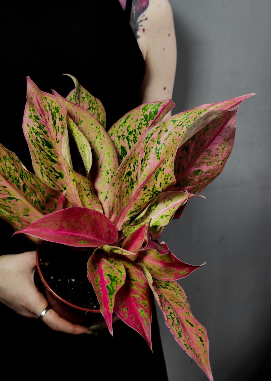 Аглаонема Престиж (Aglaonema Prestige) D12см