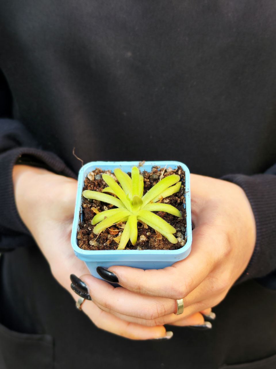 Жирянка Мостезума Гигантеа (Pinguicula Moctezumae x Gigantea) D5см
