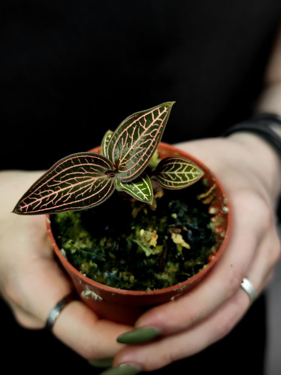 Орхидея Драгоценная Карма Руби (Jewel Orchid Karma Ruby) D7см