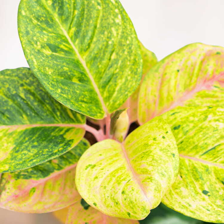 Аглаонема Эпл Фэнтези (Aglaonema Apple Fantasy) D12см