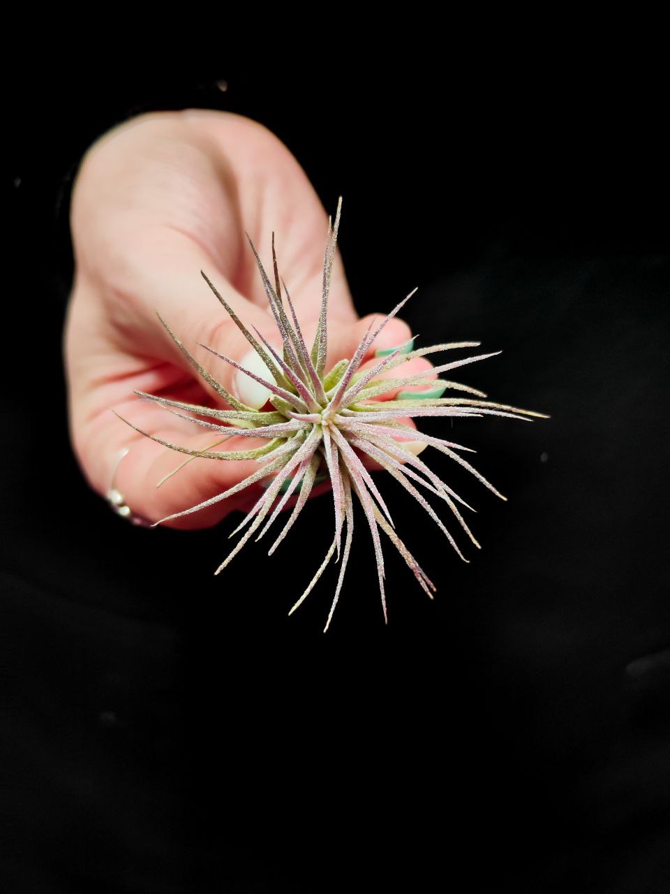 Тилландсия Ионанта Пинк (Tillandsia Ionantha Pink), атмосферное растение
