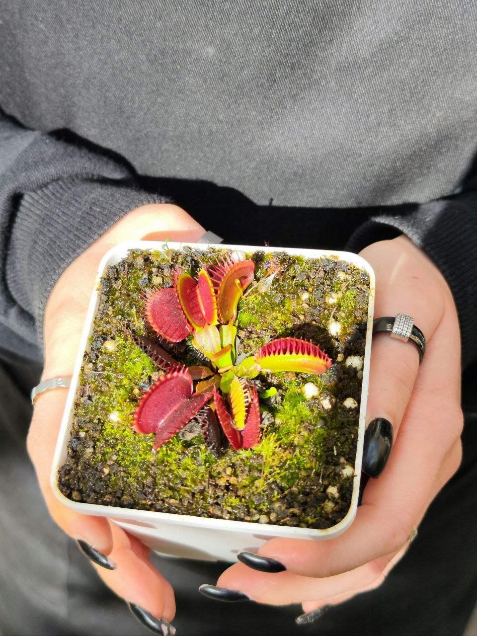 Венерина Мухоловка, Дионея Большая Пасть (Dionaea Muscipula Giant Big Mouth) D9см