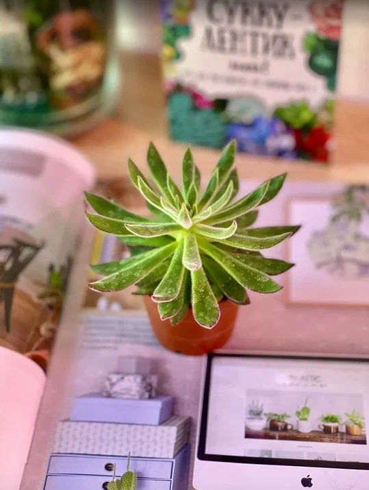 Эхеверия Пульвината Руби (Echeveria Pulvinata Ruby Blush) D5см