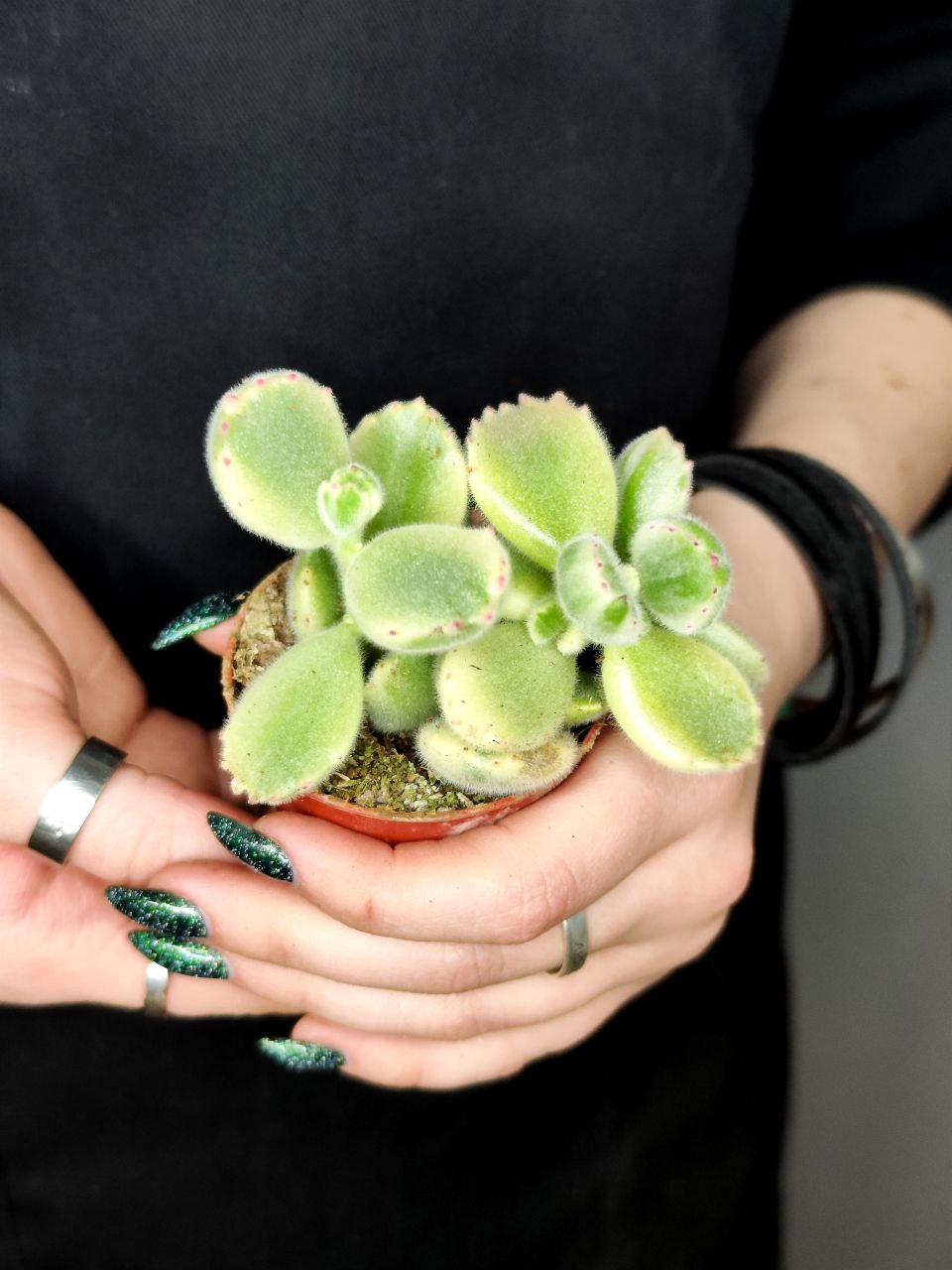Котиледон Томентоза Леди Смит Вариегатный (Cotyledon Tomentosa Subsp. Ladismithiensis) D5см