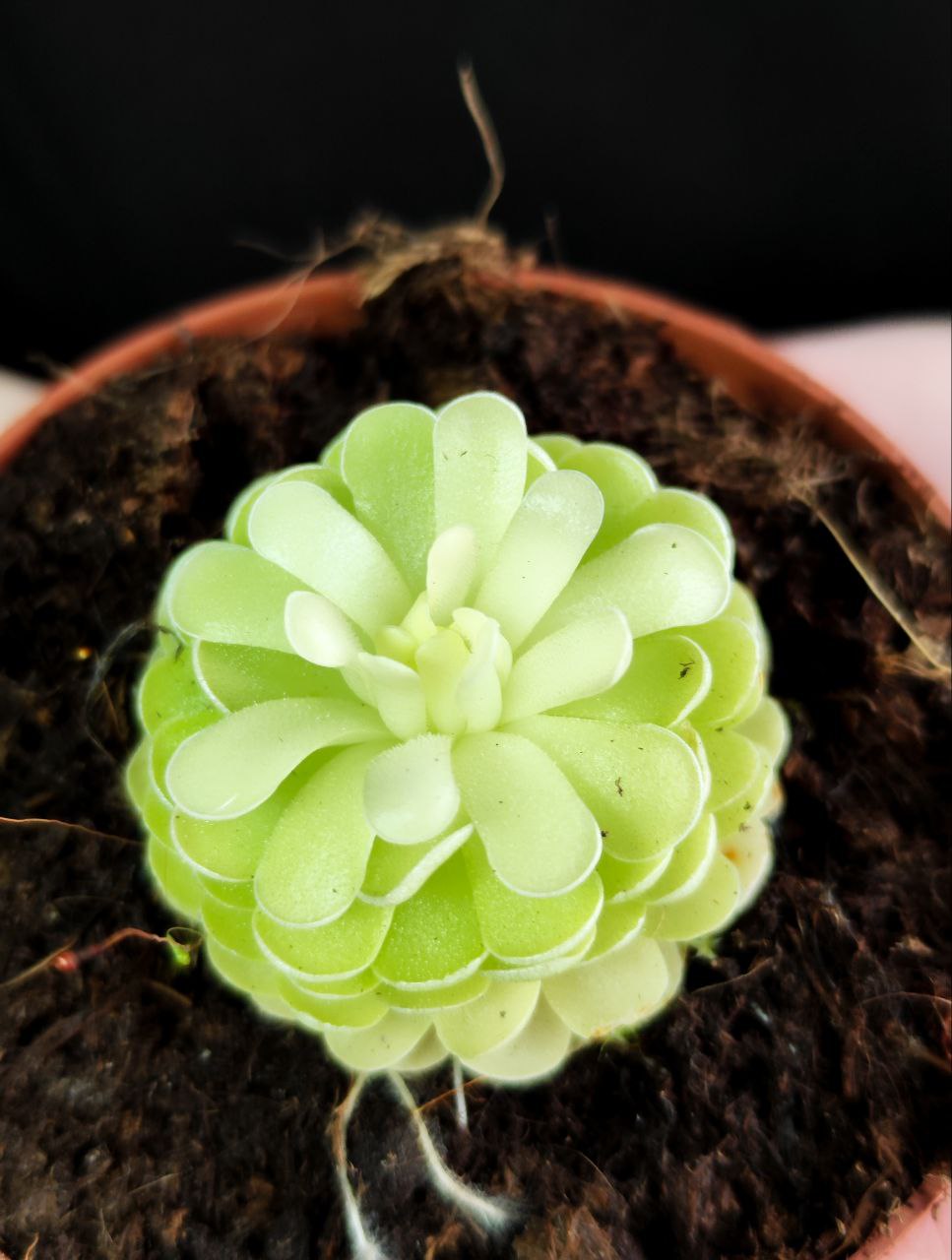 Жирянка Эссериана (Pinguicula Esseriana) D9см