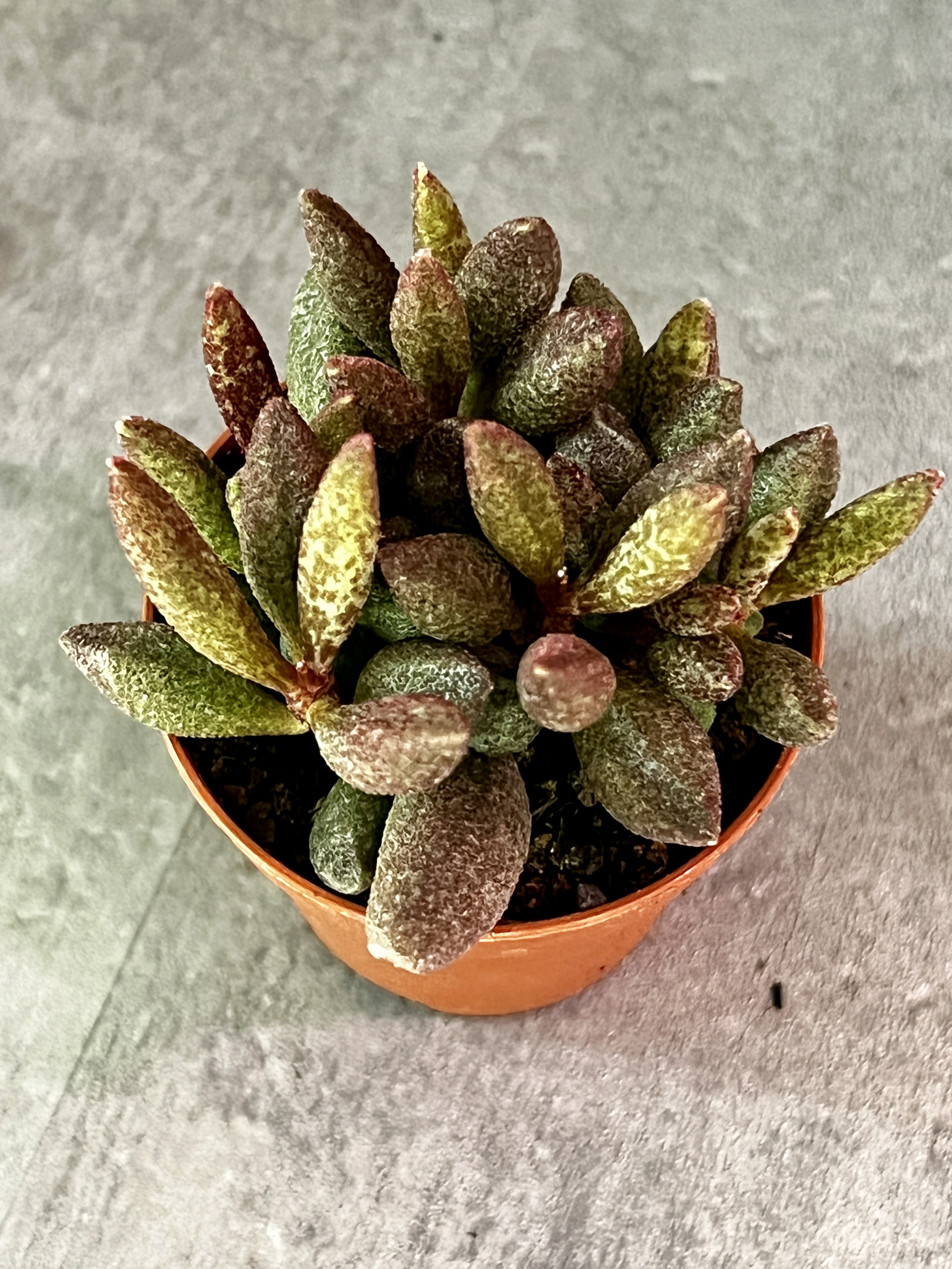 Адромискус Мариане Антидоркатум (Adromischus Marianae Antidorcatum) D5см