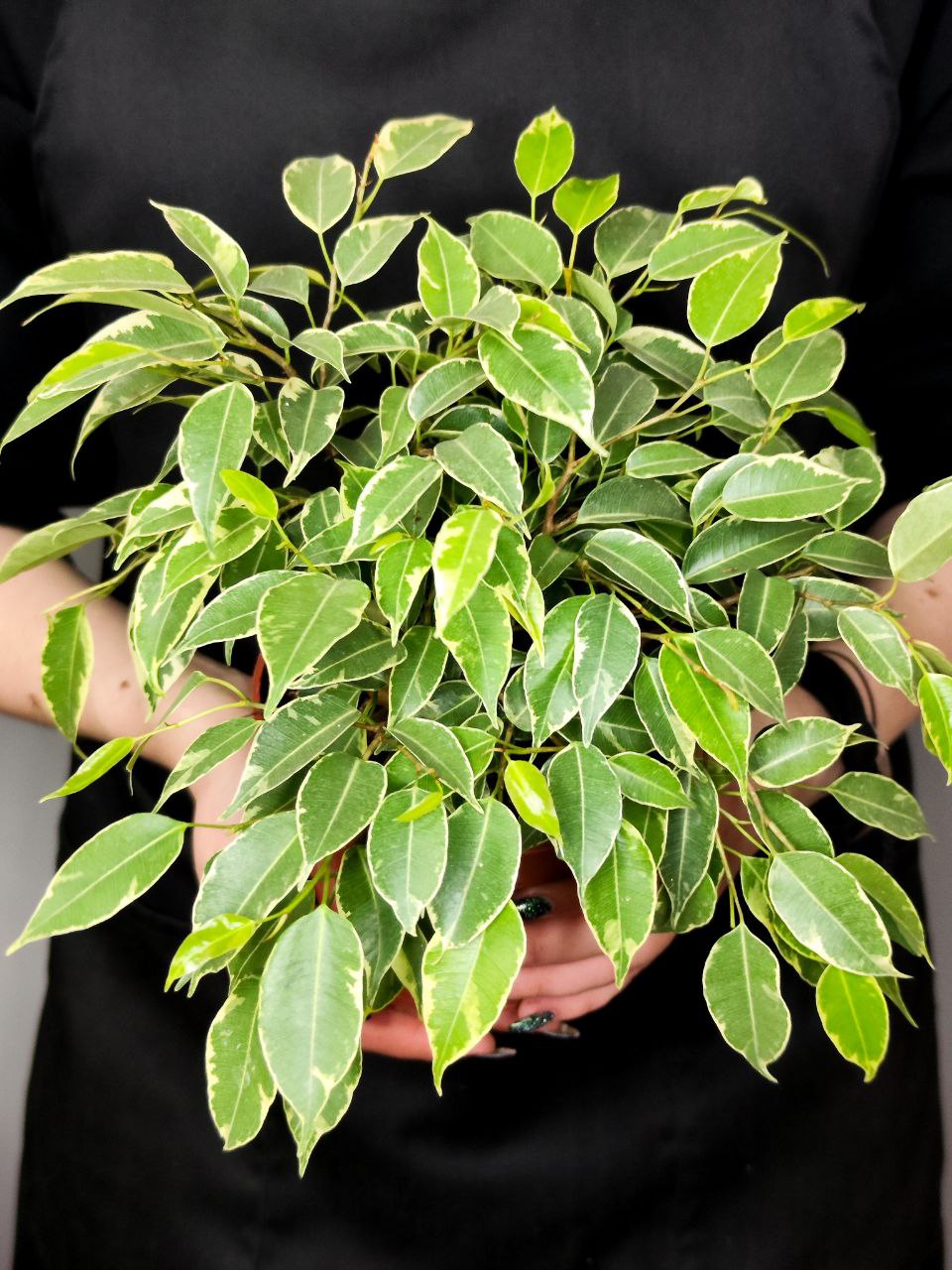 Фикус Бенджамина Кинки (Ficus Benjamina Kinky) D12см