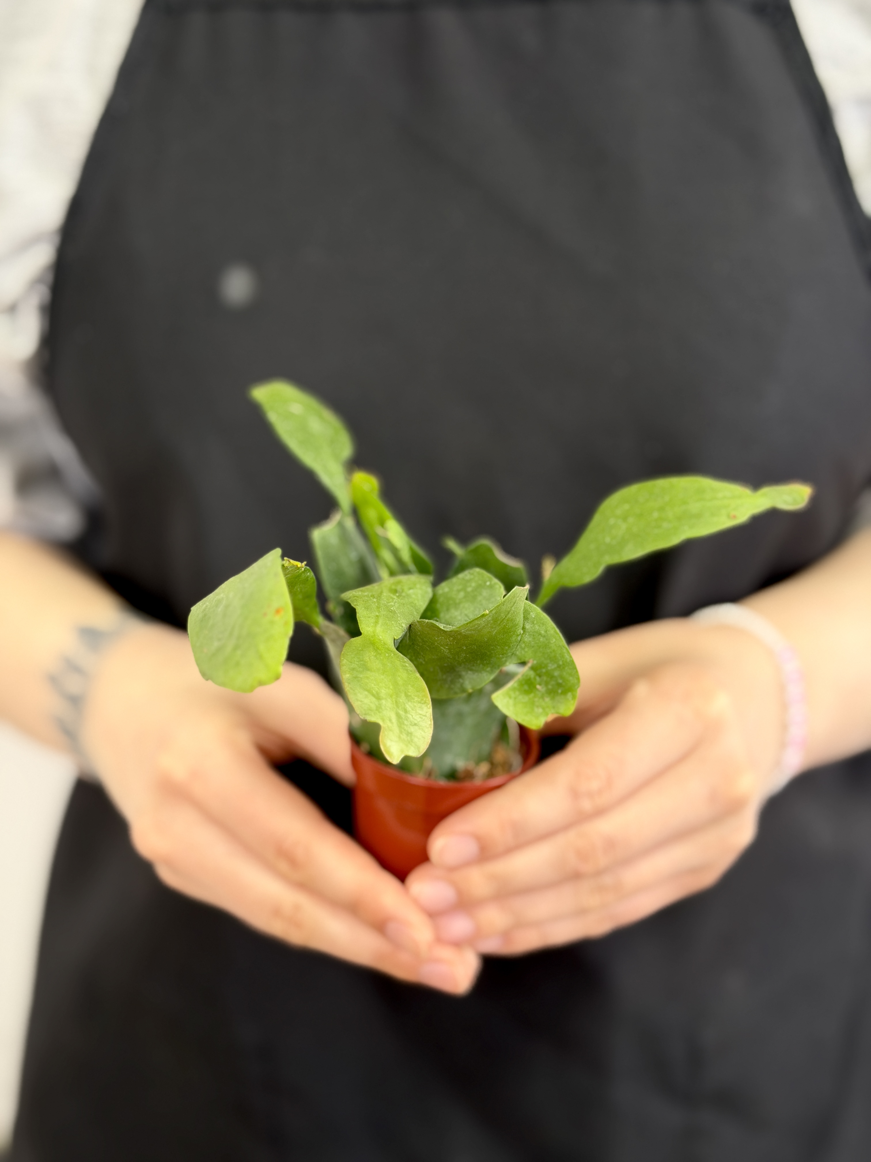 Эпифиллум Пумилум (Epiphyllum Pumilum) D5см