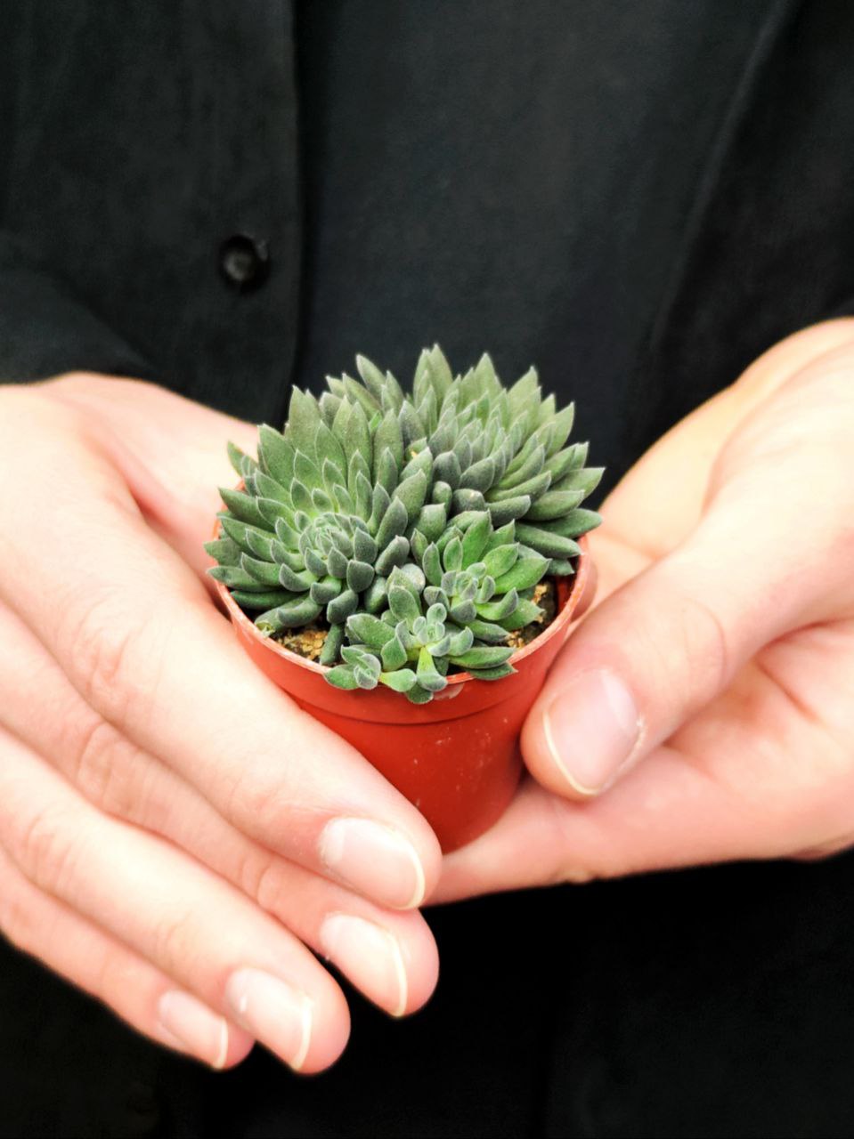 Синокрассула Юннаньская (Sinocrassula Yunnanensis) D5см