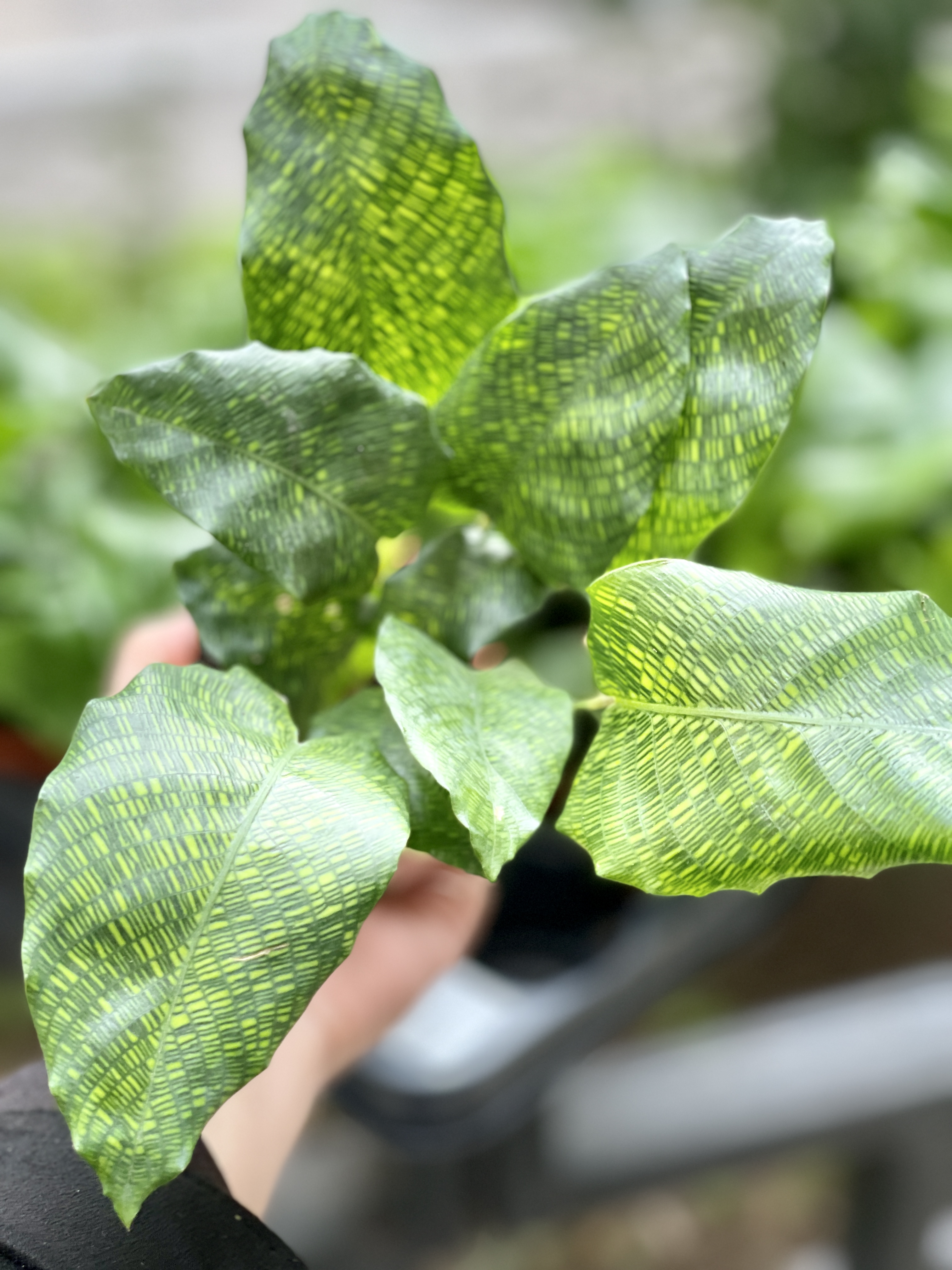Калатея Нетворк (Calathea Network) D7см