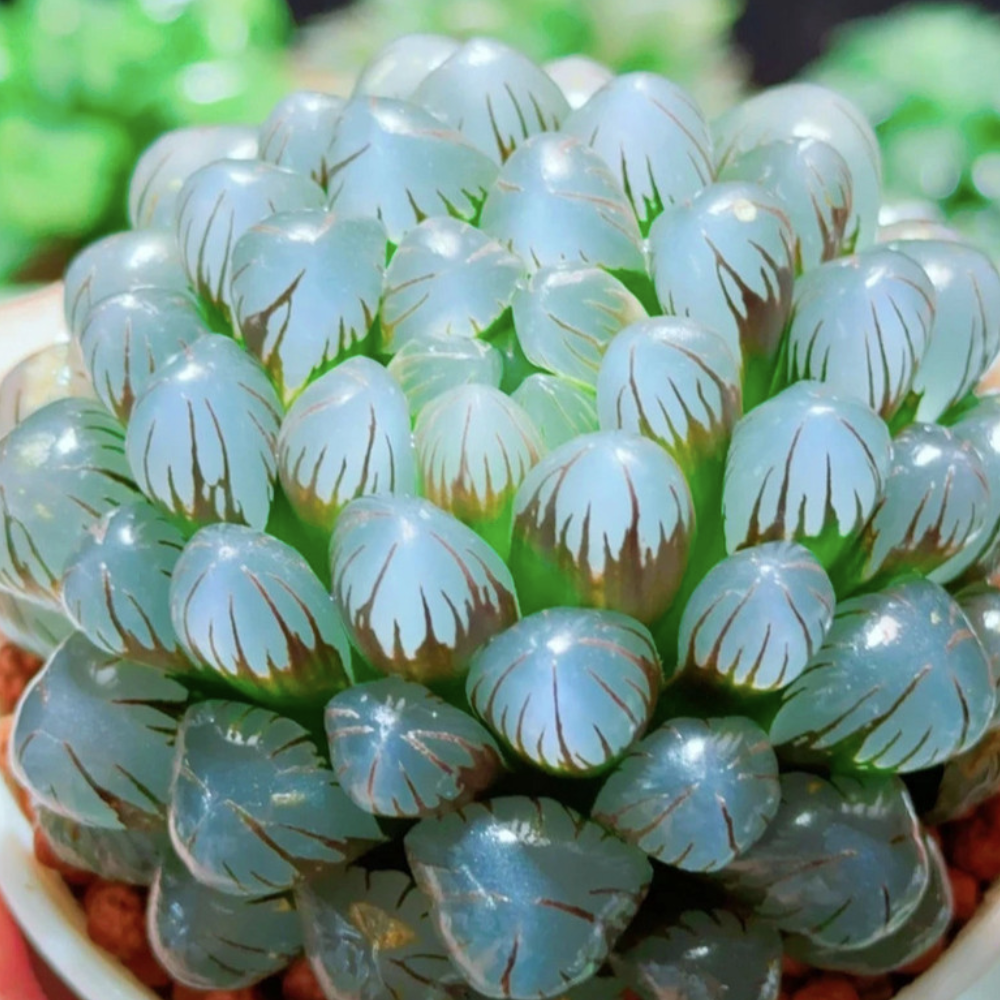 Хавортия Купера (Haworthia Cooperi) D7см