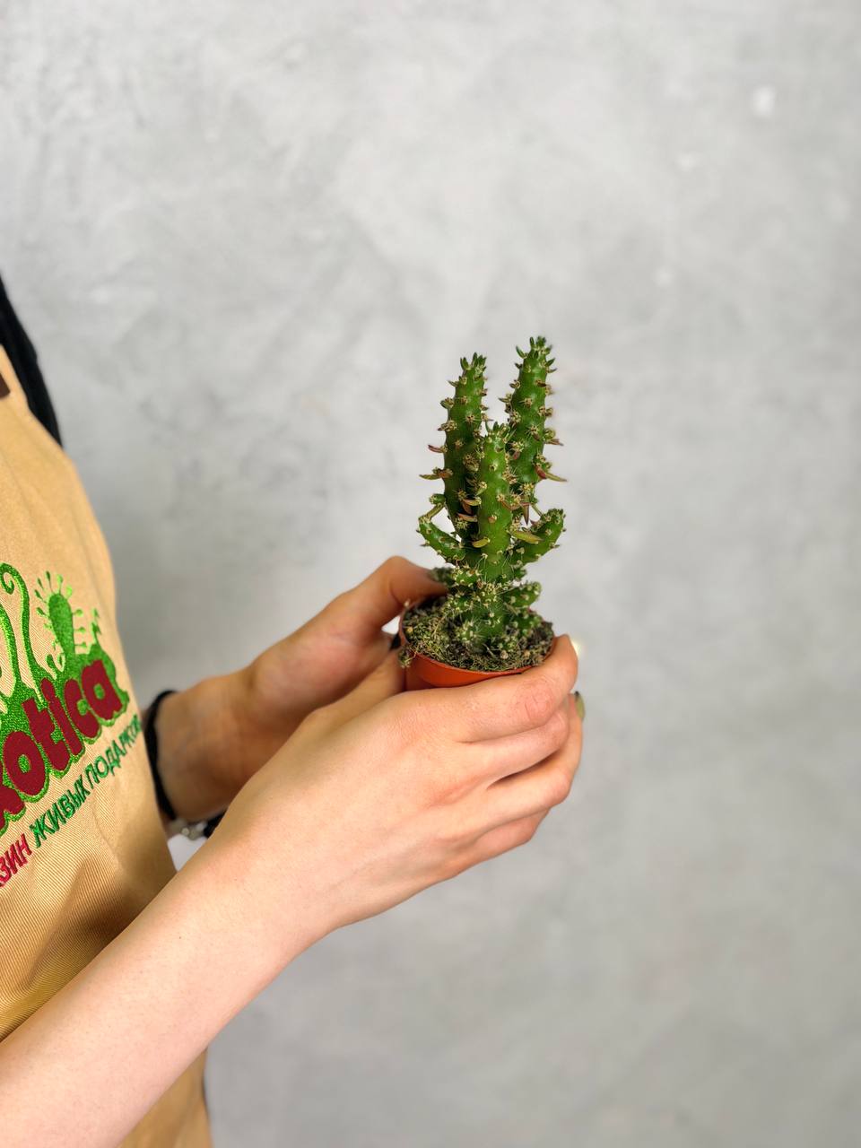 Опунция Субулата (Opuntia Subulata) D5см