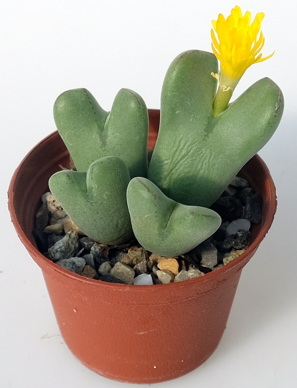 Живые камни, Конофитум Двулопастный (Conophytum Bilobum) D5см