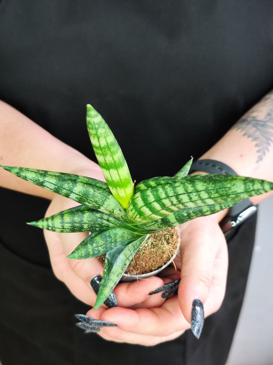 Сансевиерия Цилиндрика Бонцелленсис (Sansevieria Boncellensis) D6см