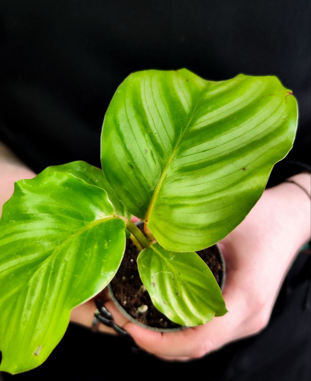 Калатея Орбифолия (Calathea Orbifolia) D6см