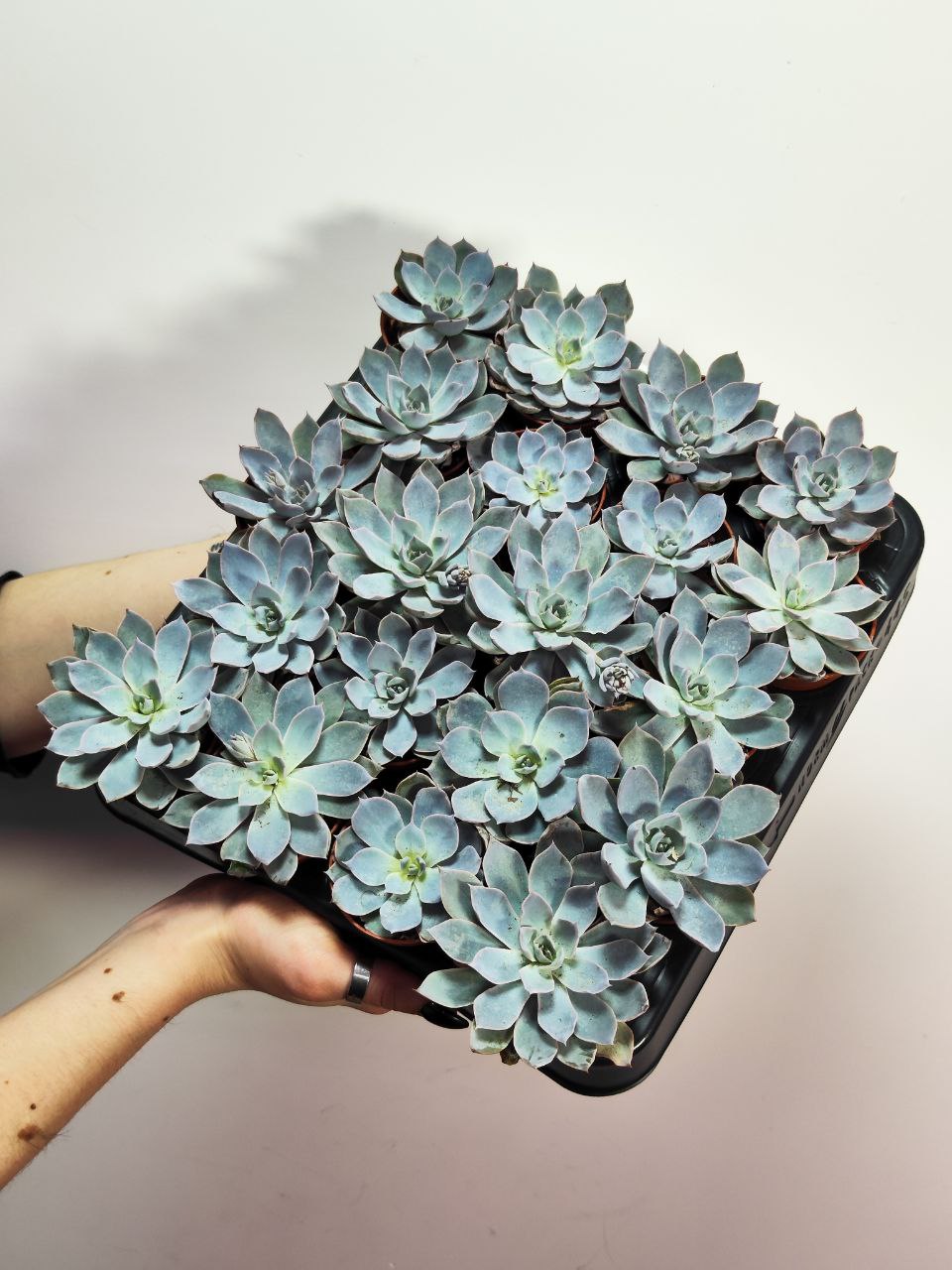 Эхеверия Пекокка (Echeveria Peacockii) D5см
