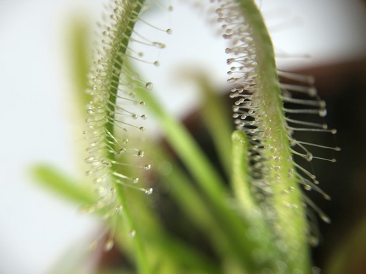 Семена Росянки Альба (Drosera Capensis Alba) 25 шт