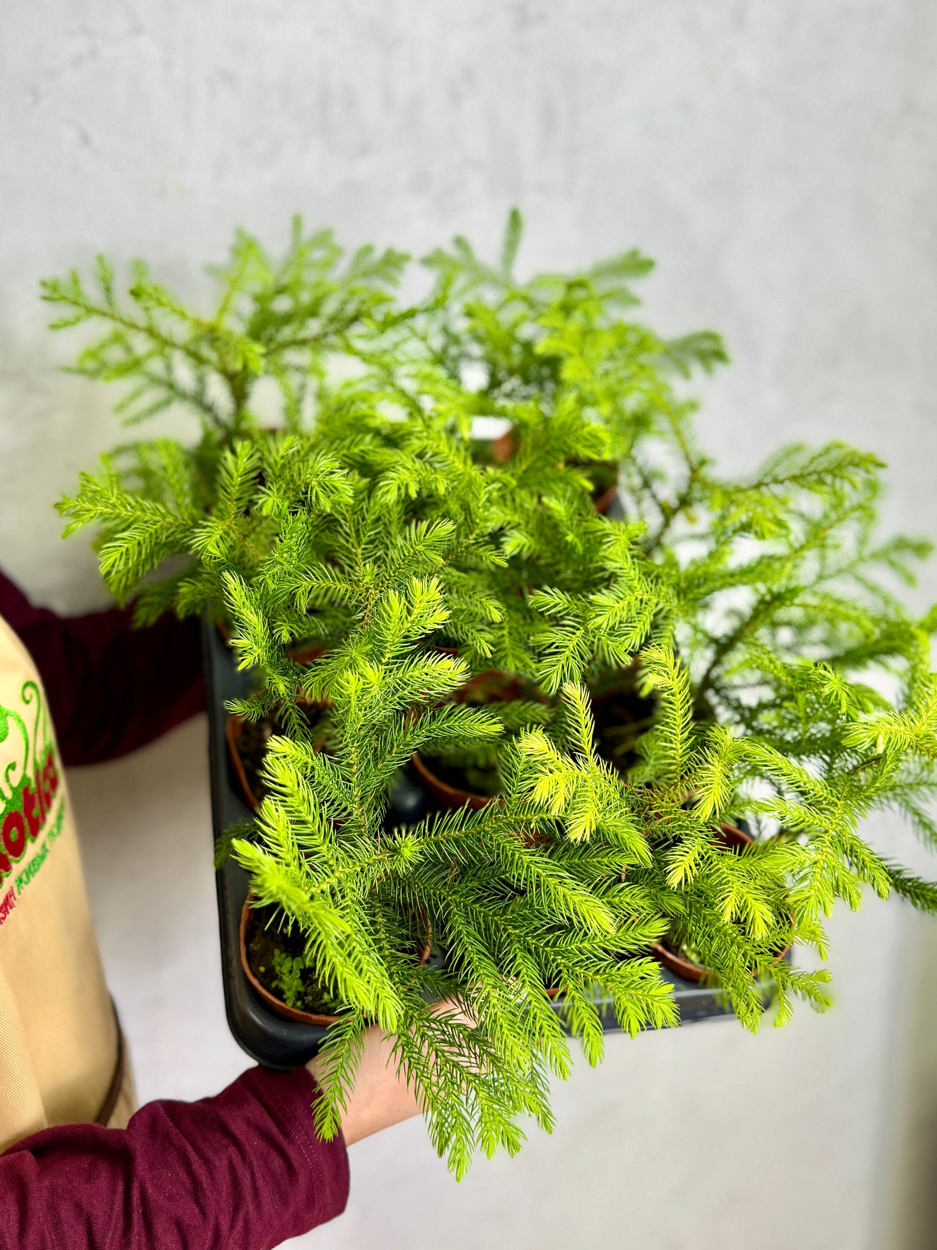 Араукария Разнолистная (Araucaria Heterophylla) D9см
