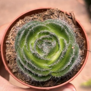 Крассула Капителла Сетоза Туррита (Crassula Capitella Setosa Turrita) D5см
