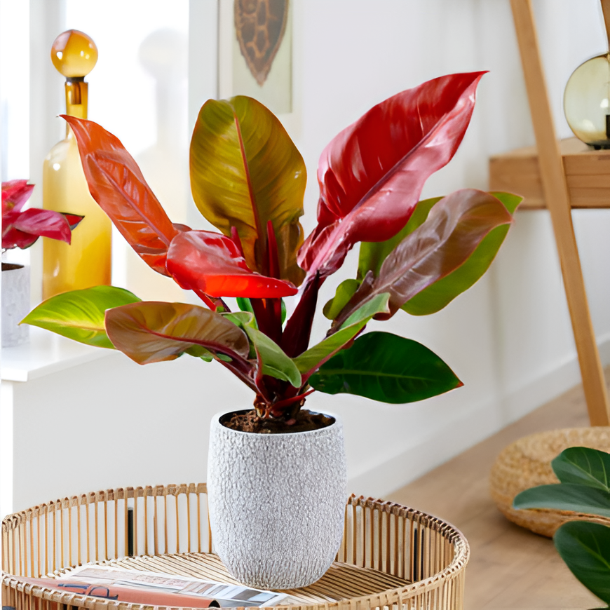 Филодендрон Принц Оранж (Philodendron Prince of Orange) D12см