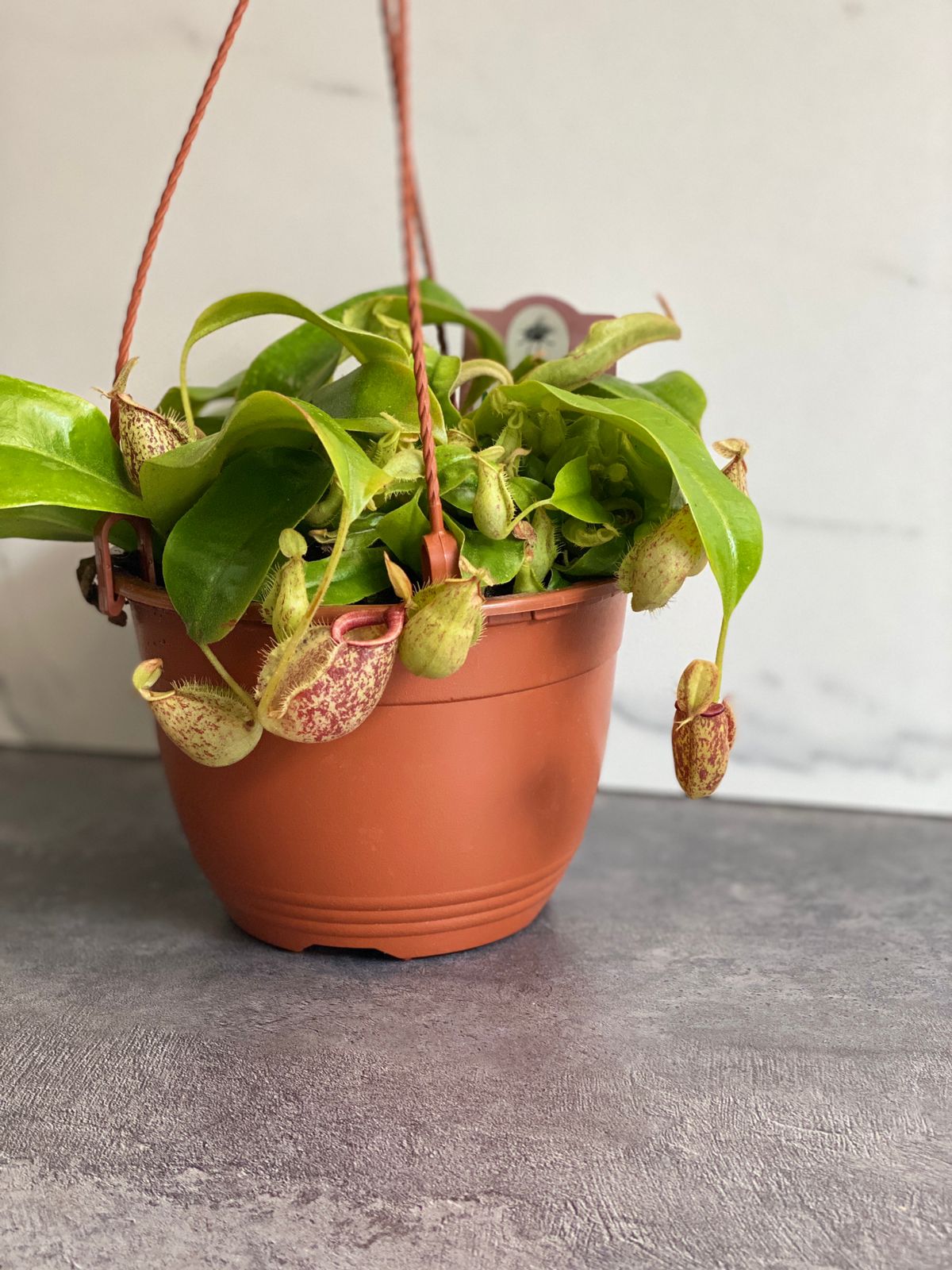 Непентес Хукериана (Nepenthes hookeriana) D14см в подвесном кашпо