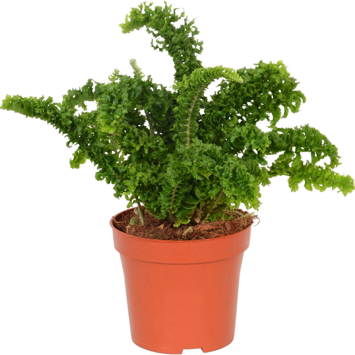 Нефролепис Эмина (Nephrolepis Exaltata Emina) D11cm