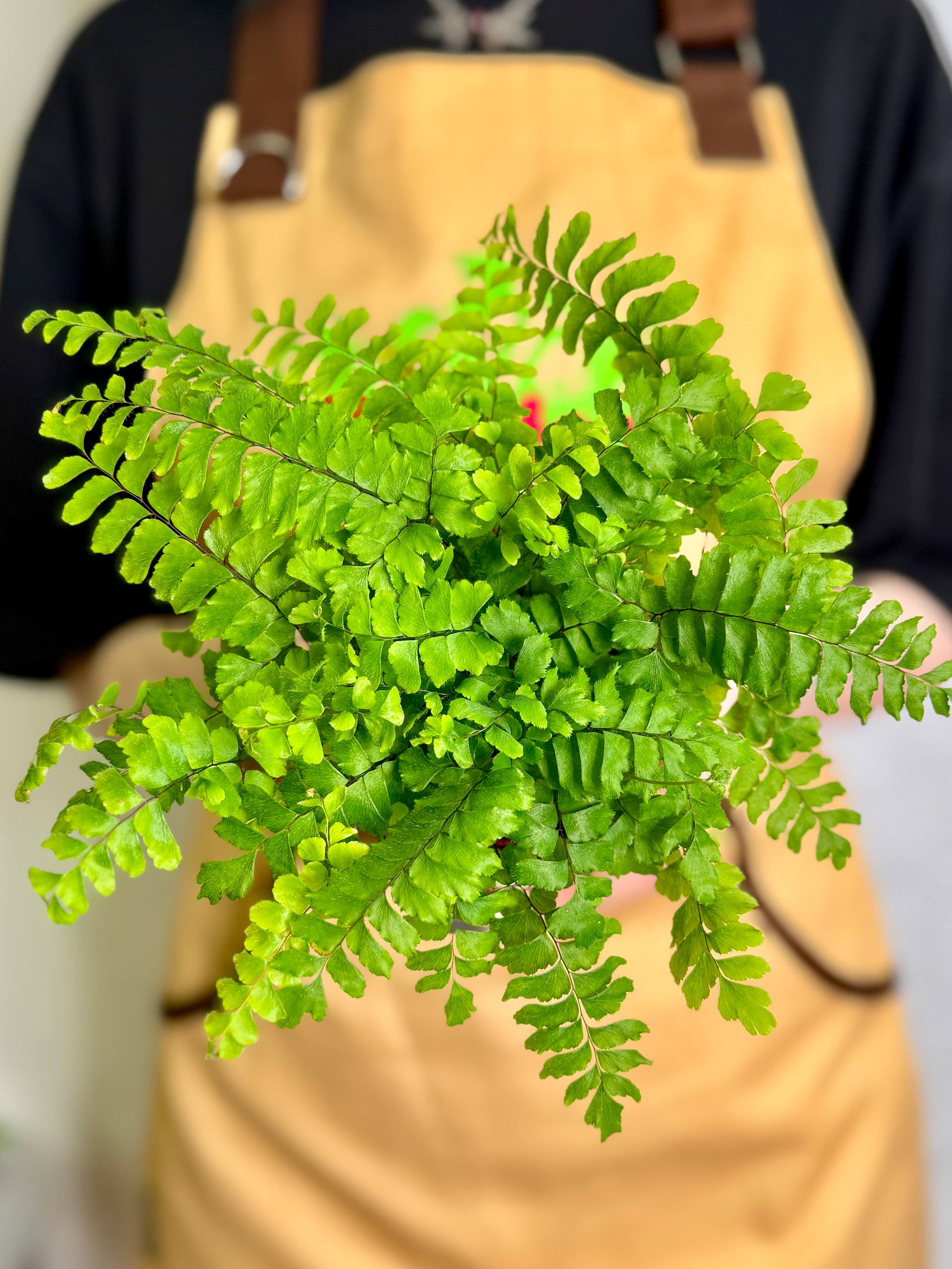 Адиантум Хиспидилум (Adiantum Hispidulum) D8,5см