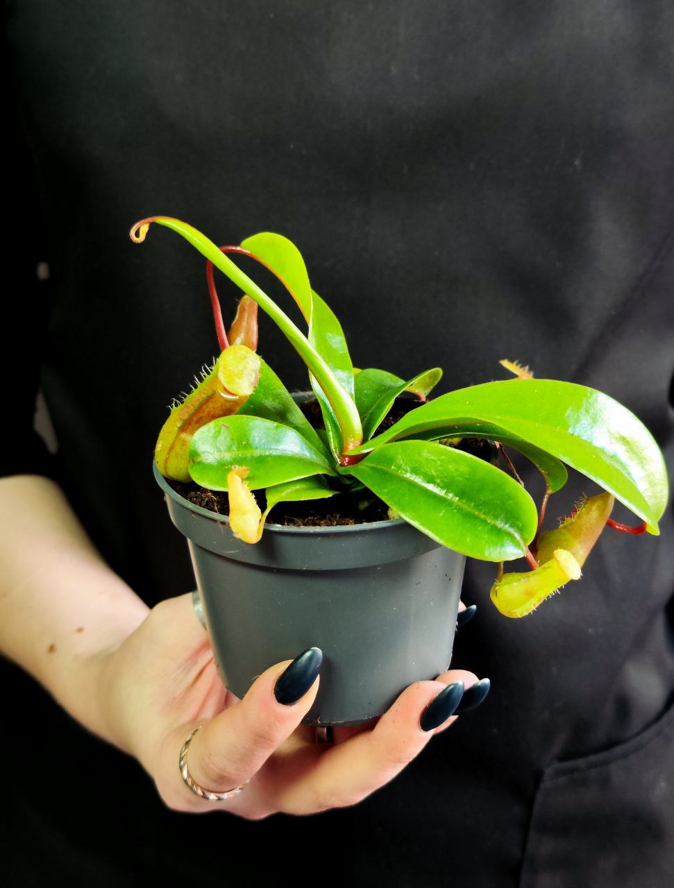 Непентес Луркей (Nepenthes Lourkei) D9см