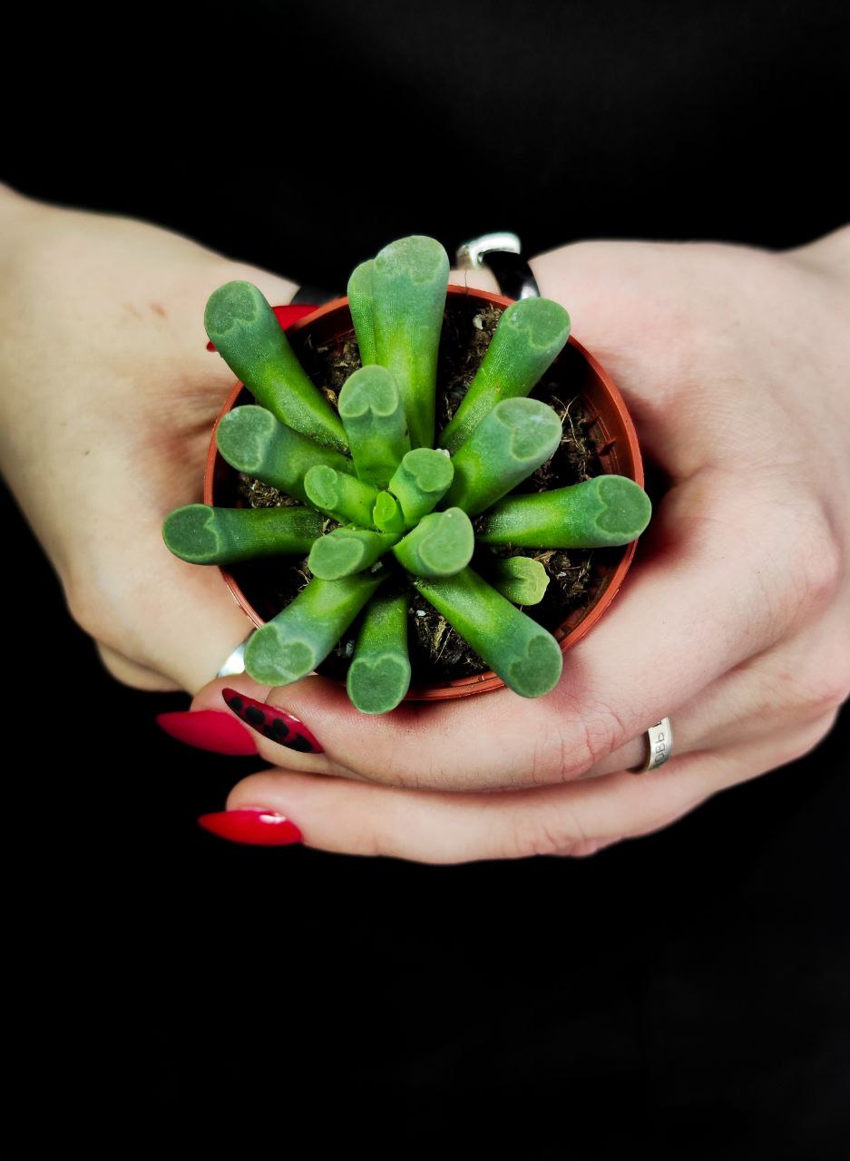 Фрития Прекрасная (Frithia Pulchra) D5см