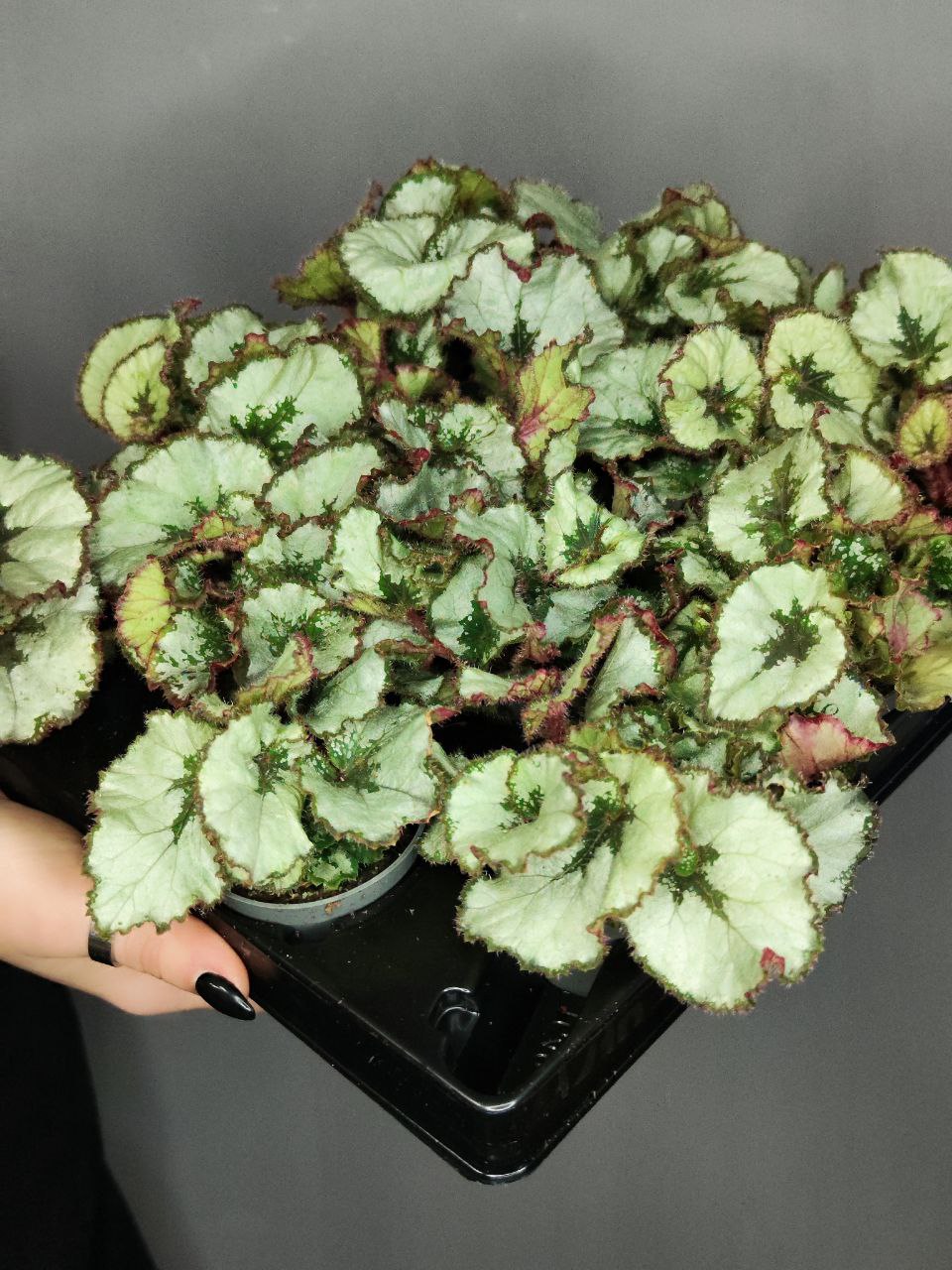 Бегония Рекс Эскаргот (Begonia Rex Escargot) D6см