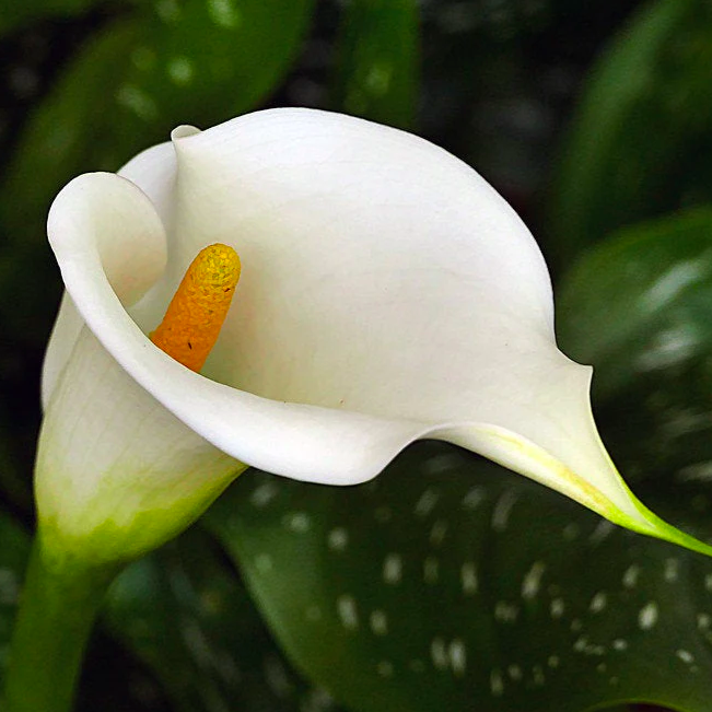 Зантедеския Белая (Zantedeschia White) D12см