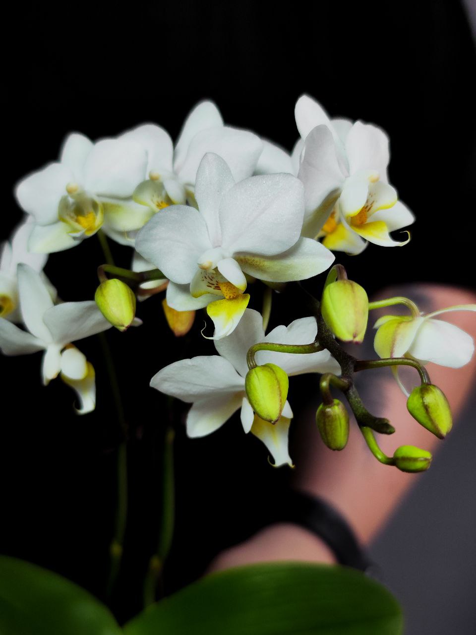 Орхидея Фаленопсис Мини Вайт (Phalaenopsis Multiflora White) D6см
