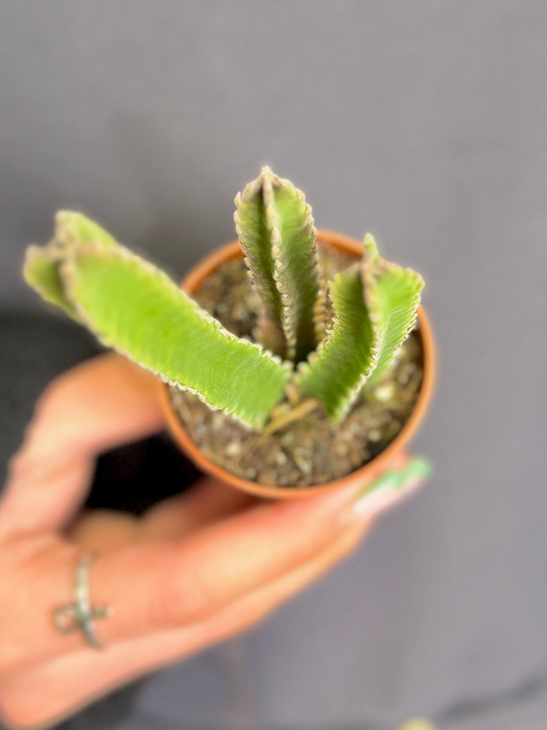 Стапелия Гигантская (Stapelia Gigantea) D5см