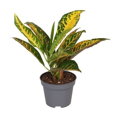 Кодиеум Моар Йеллоу (Codiaeum Moar Yellow) D6см