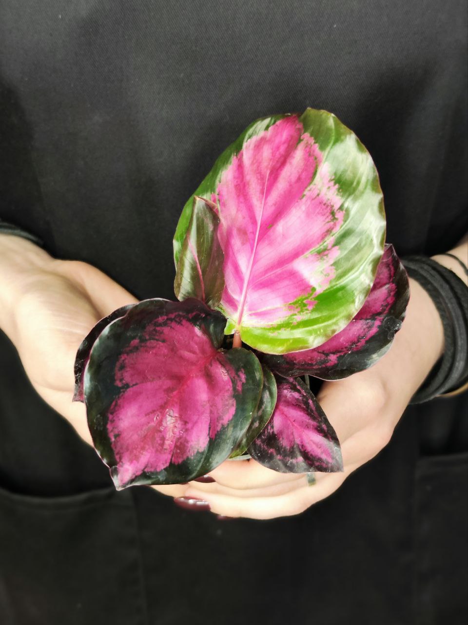 Калатея Розеопикта Кримсон (Calathea Roseopicta Crimson) D6см