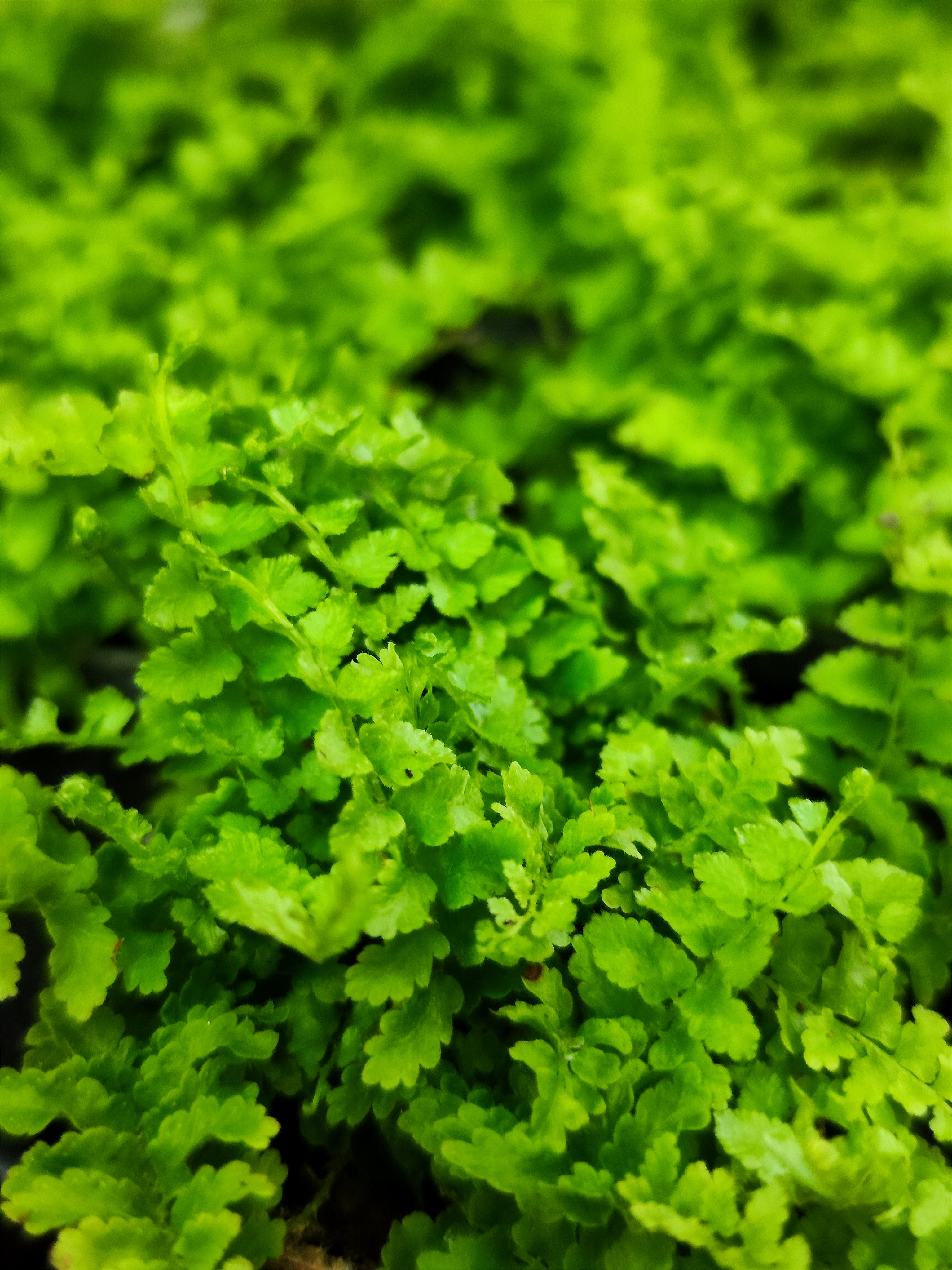 Нефролепис Возвышенный (Nephrolepis Exaltata Fluffy Ruffle) D6см