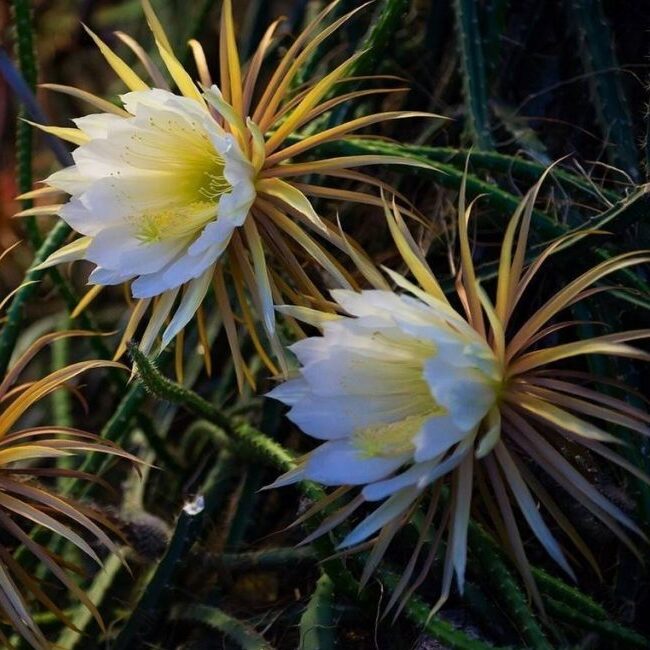 Кактус Селеницереус Крупноцветковый, или Кактус Царица Ночи (Selenicereus Grandiflorus) D12см