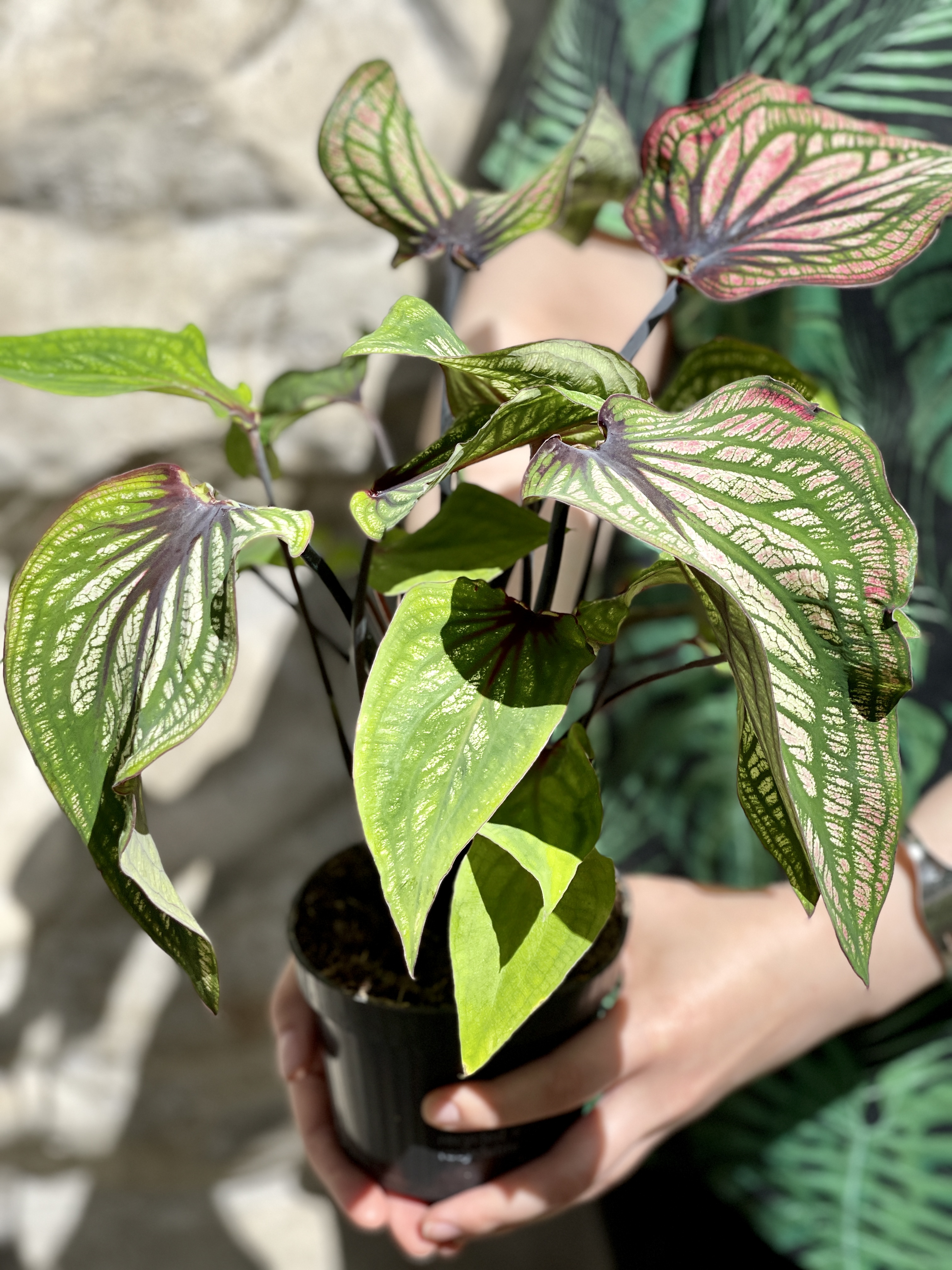 Каладиум Люси (Caladium Lucia) D12см