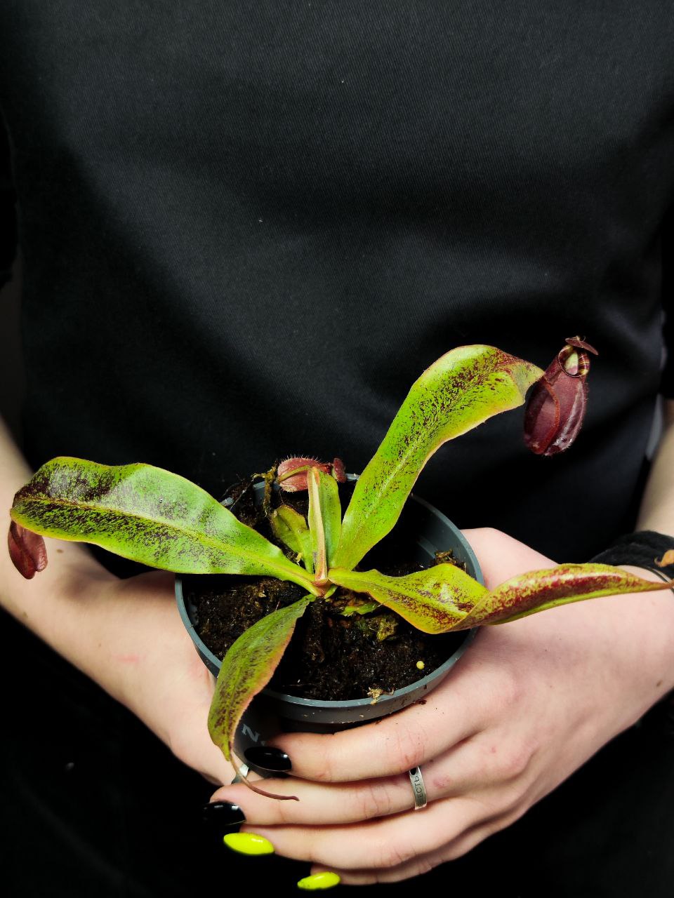 Непентес Ампулярия Красная (Nepenthes Ampullaria Red) D9см