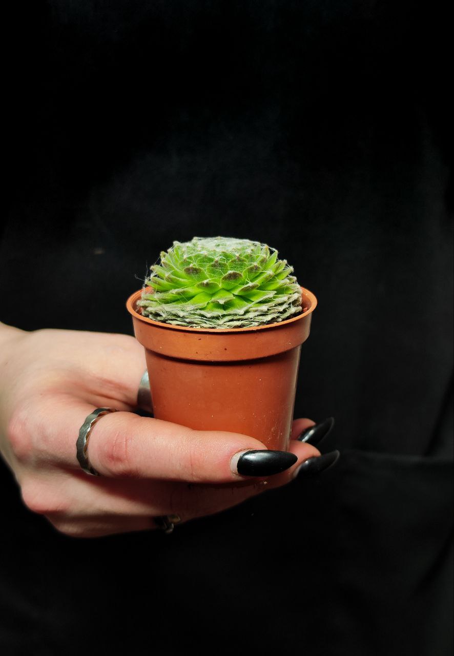 Молодило Паутинистое (Sempervivum Аrachnoideum) D5см