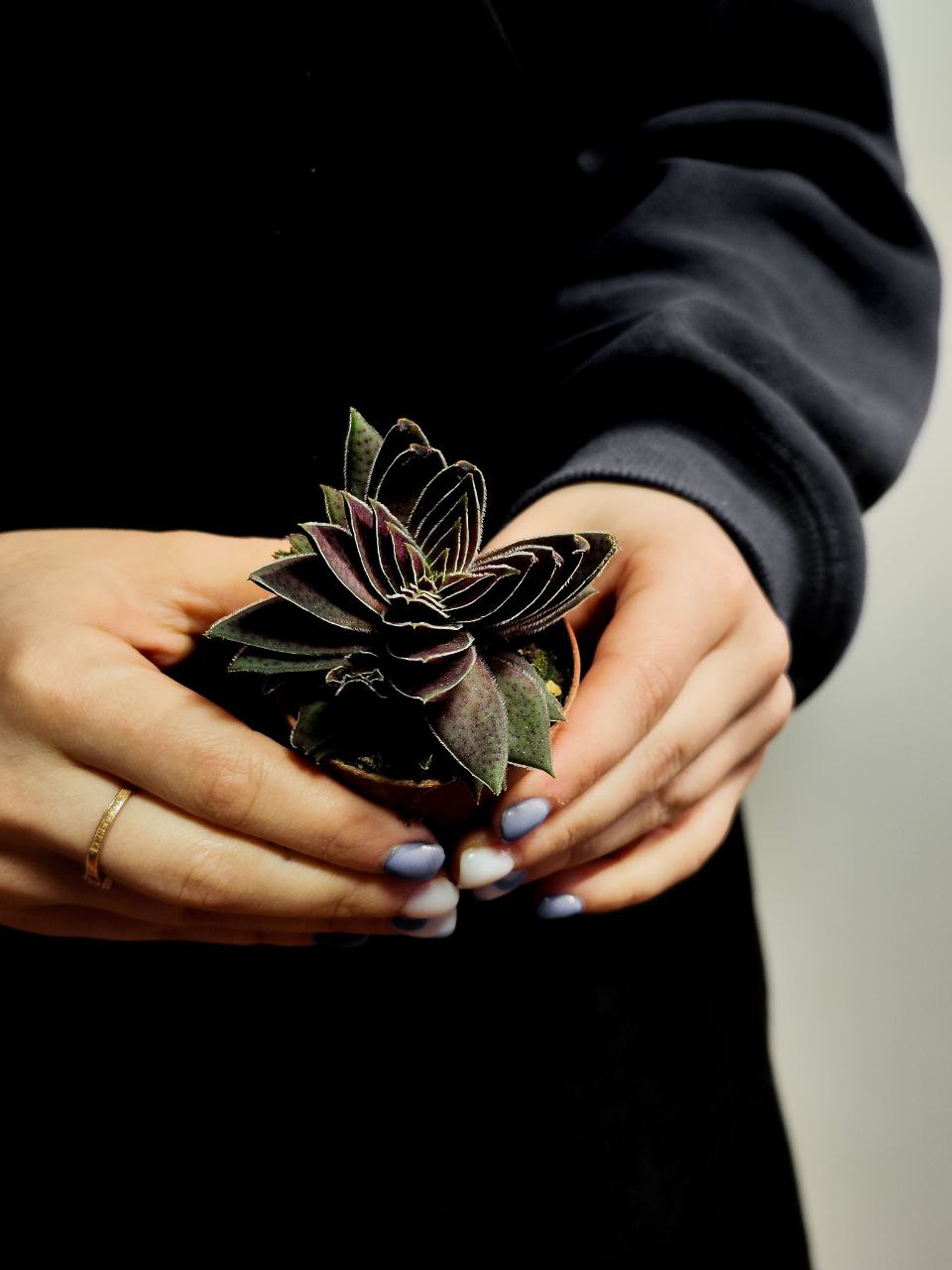 Крассула Капителла Рубра (Crassula Capitella Rubra) D5см